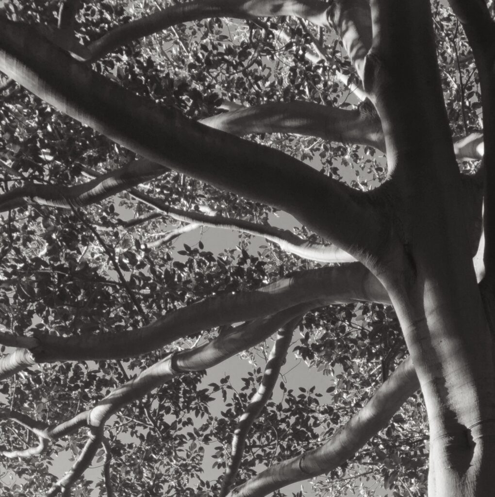 Looking upwards into the canopy of a fig tree, a large trunk with twisted branches. The sun is shining leaving shadows on the branches.